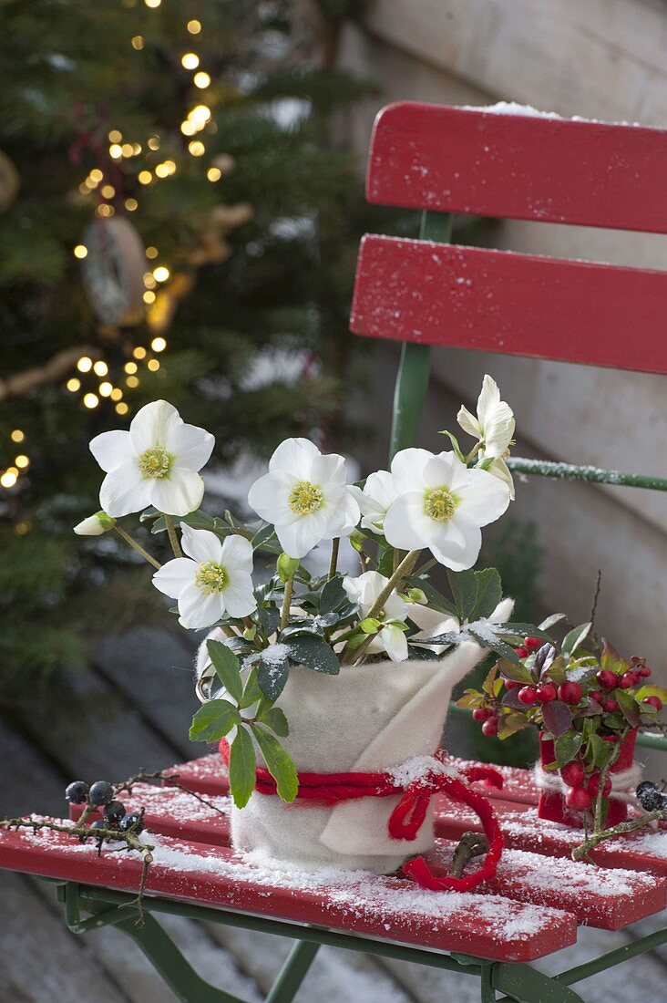 Helleborus niger (Christrosen) in Topf mit Filz-Verkleidung auf rotem Stuhl