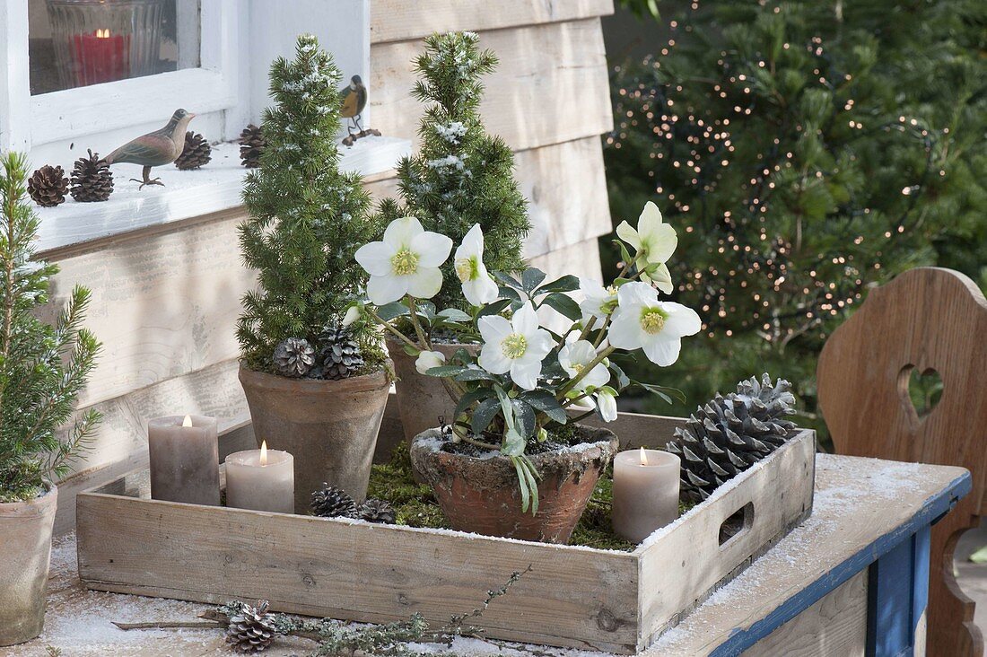 Picea glauca 'Conica' (Zuckerhutfichten) und Helleborus niger (Christrose)