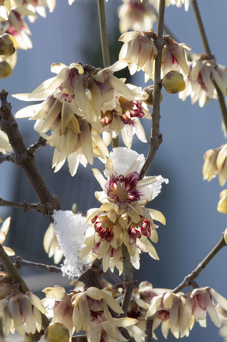 Chimonanthus praecox (winter flower), strongly scented winter flower