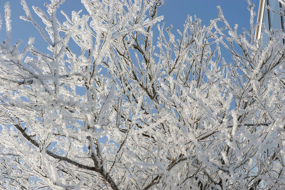 Thick hoarfrost crystals covered tree