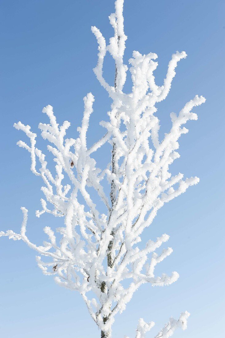 Mit dicken Rauhreif-Kristallen überzogener Baum im winterlichen Garten