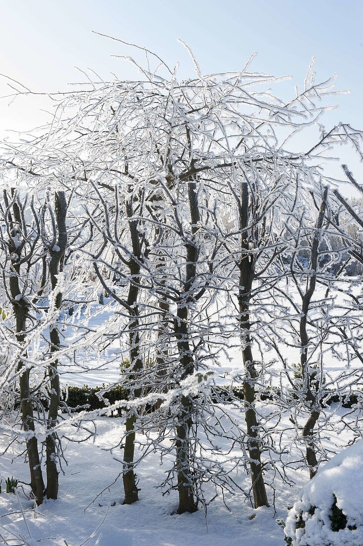 Rime made of carpinus (hornbeam) covered with hoarfrost crystals