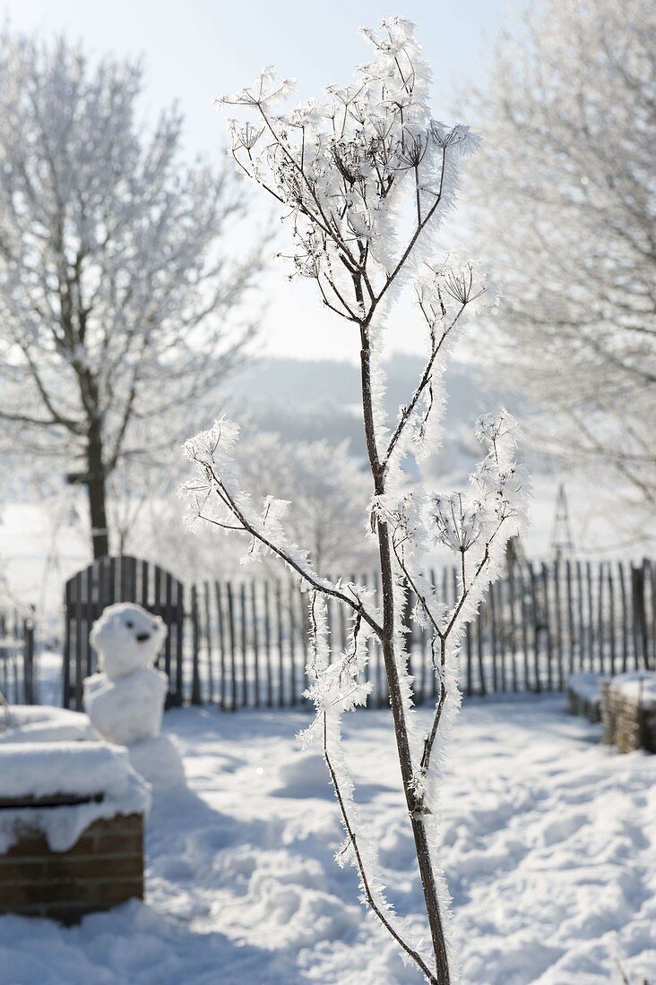 Frozen fennel stalk covered with hoarfrost crystals