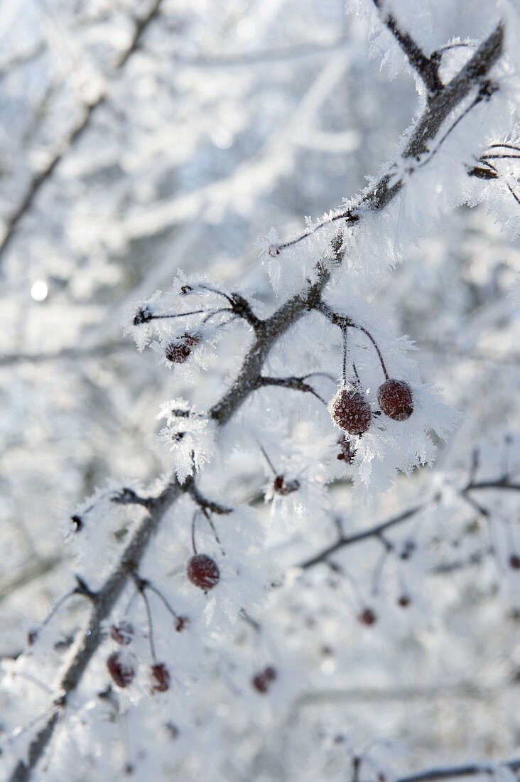 Frozen branch of malus (ornamental apple) with the last fruits