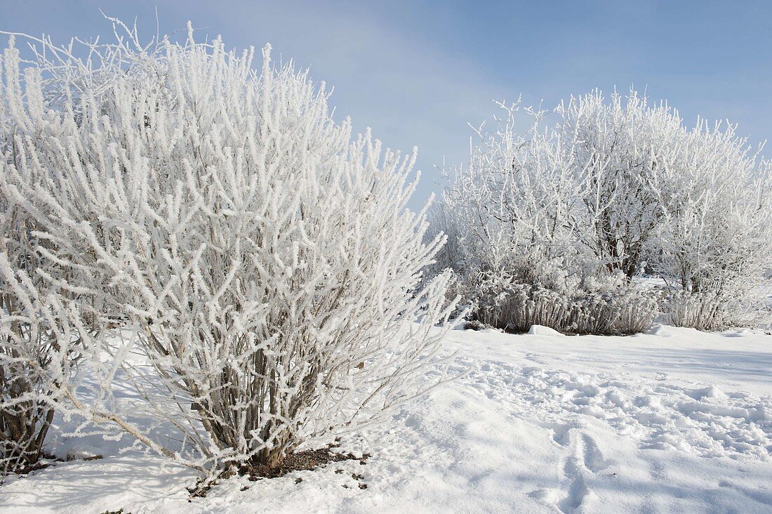 Snowy garden with shrubs and perennials covered in hoarfrost