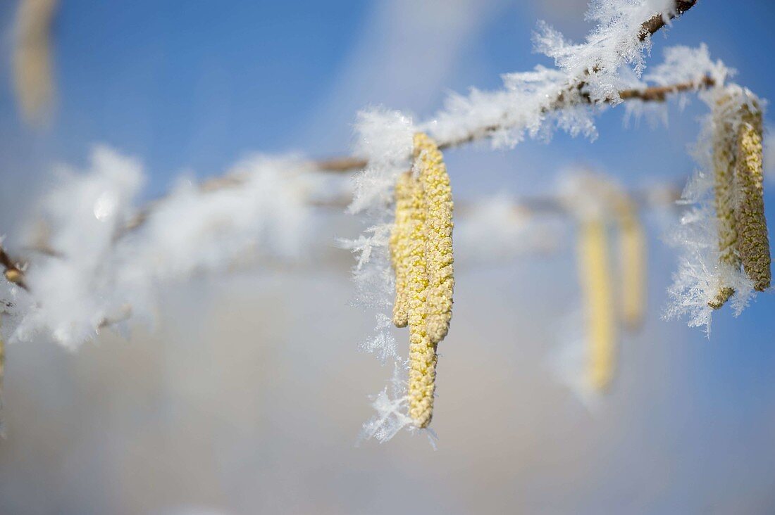 Frozen flowers of Corylus avellana (hazelnut)