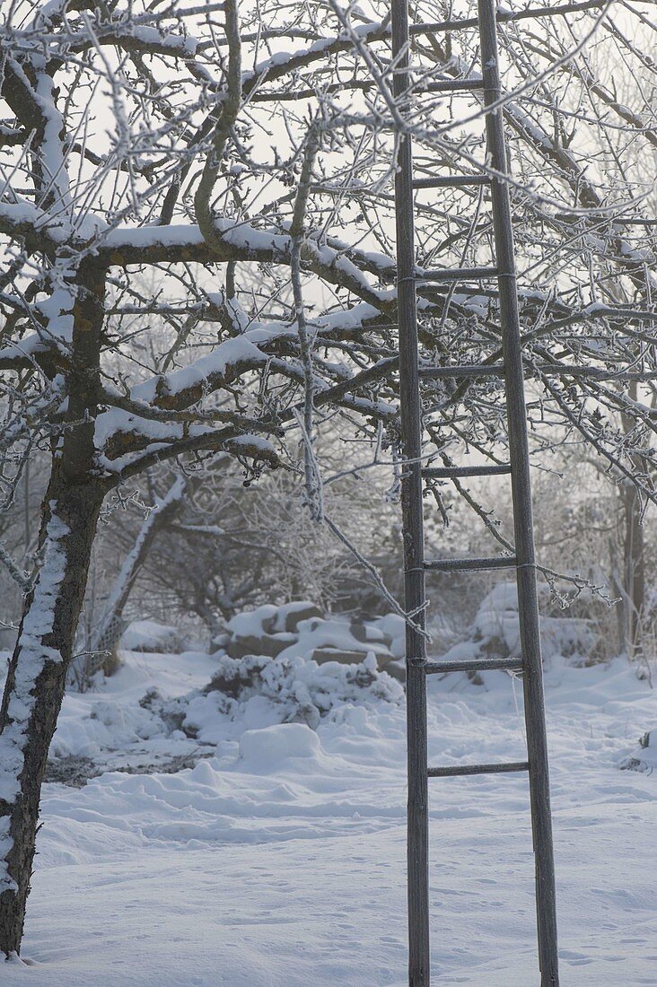 Apple tree (Malus) with wooden ladder in snowy garden