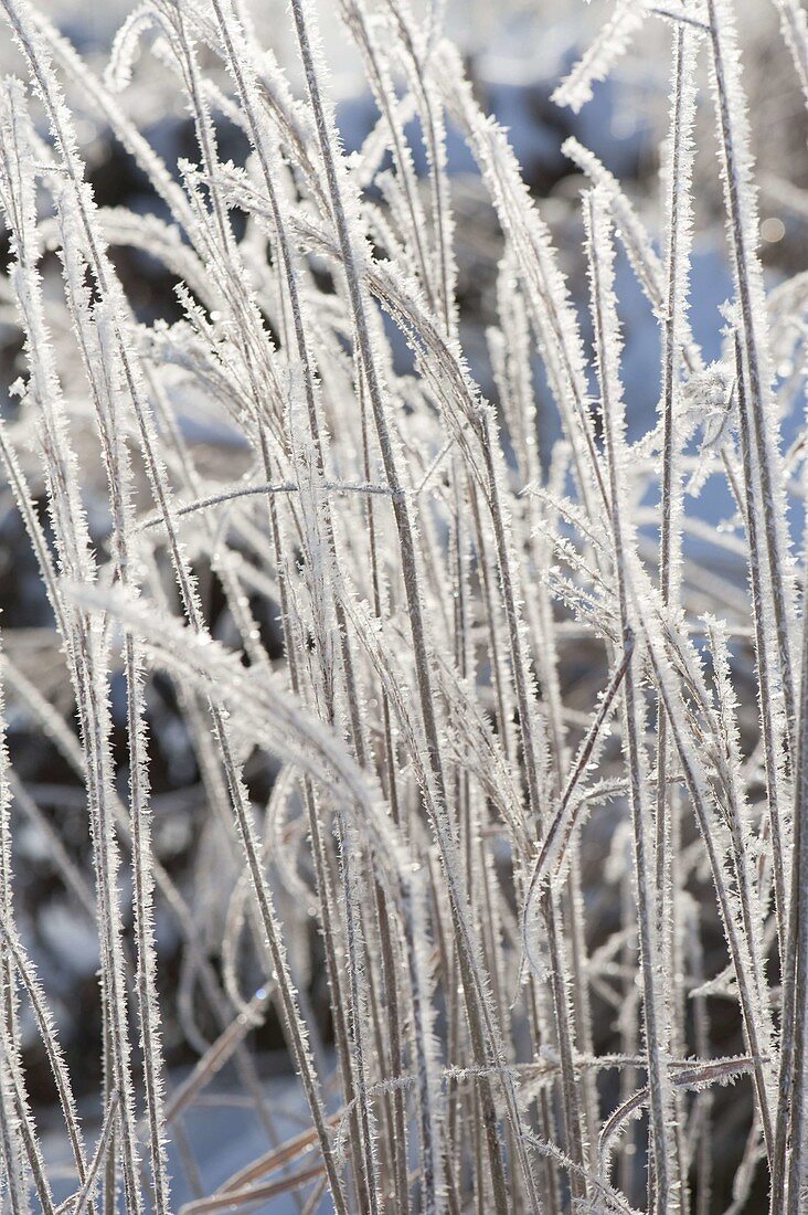 Gefrorenes Gras im winterlichen Garten dick mit Rauhreif überzogen