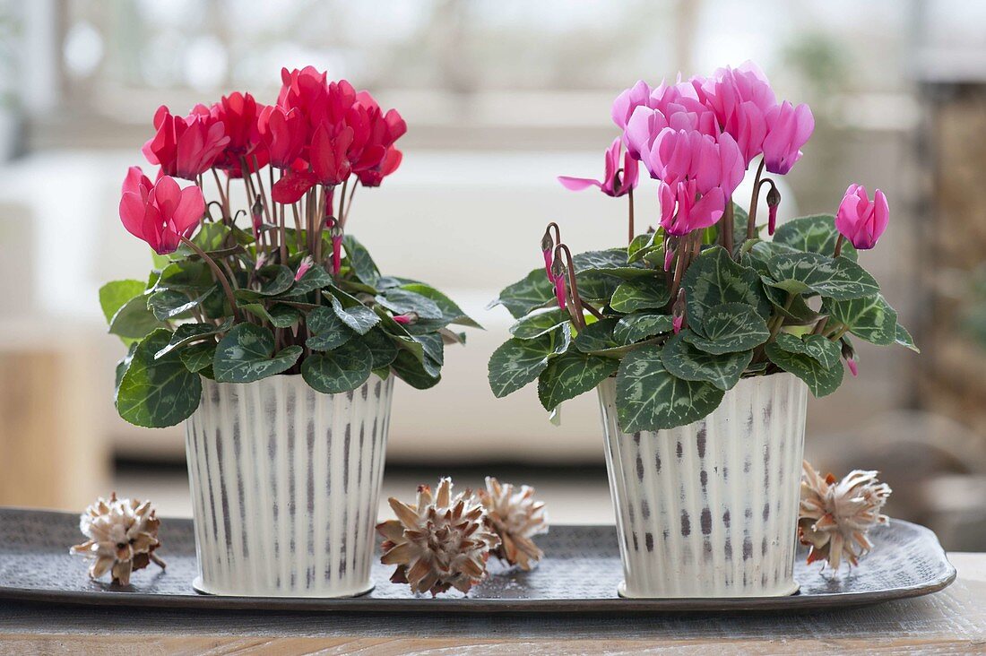 Cyclamen in metal planters on oblong coaster