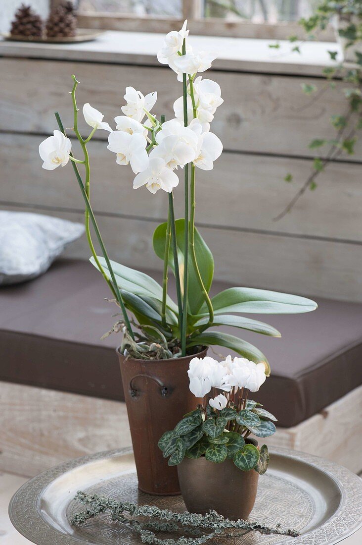 White Phalaenopsis and Cylamen