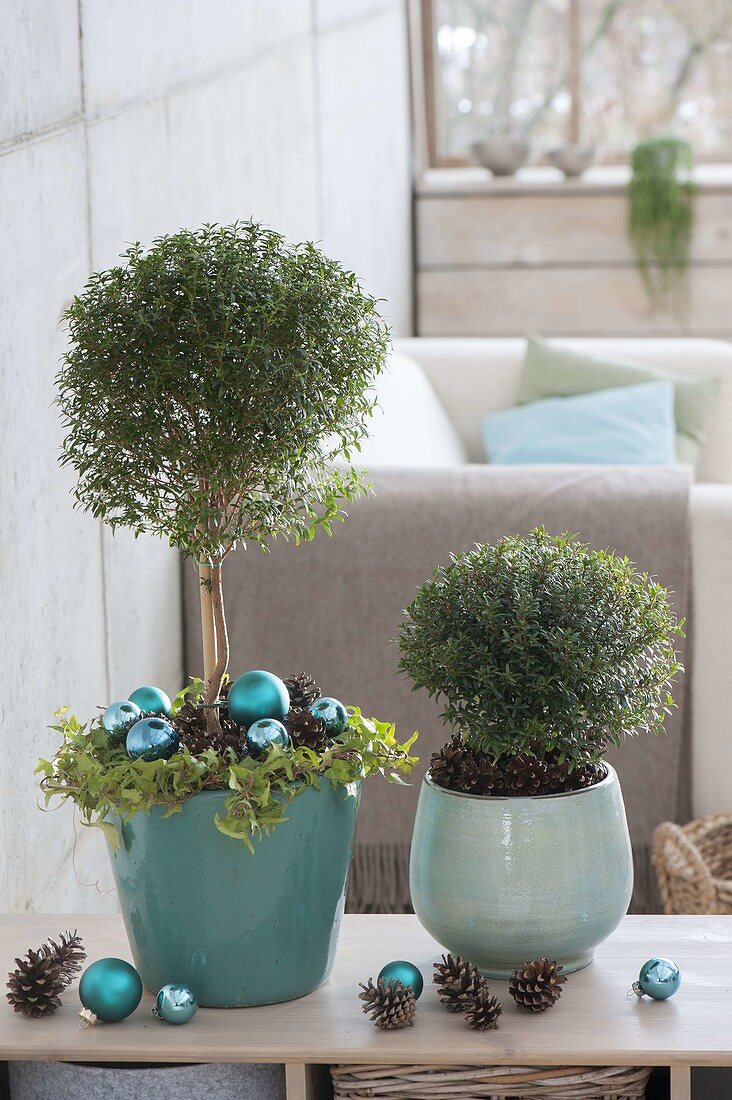 Myrtus communis, trunks and bush cut round