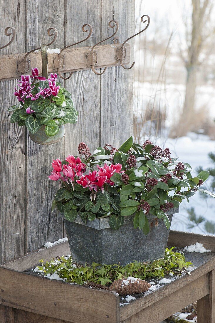 Cyclamen (cyclamen) with red-white flowers in zinc pot