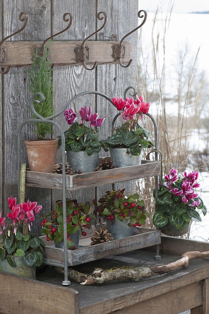 Regal with Cyclamen persicum, Gaultheria procumbens