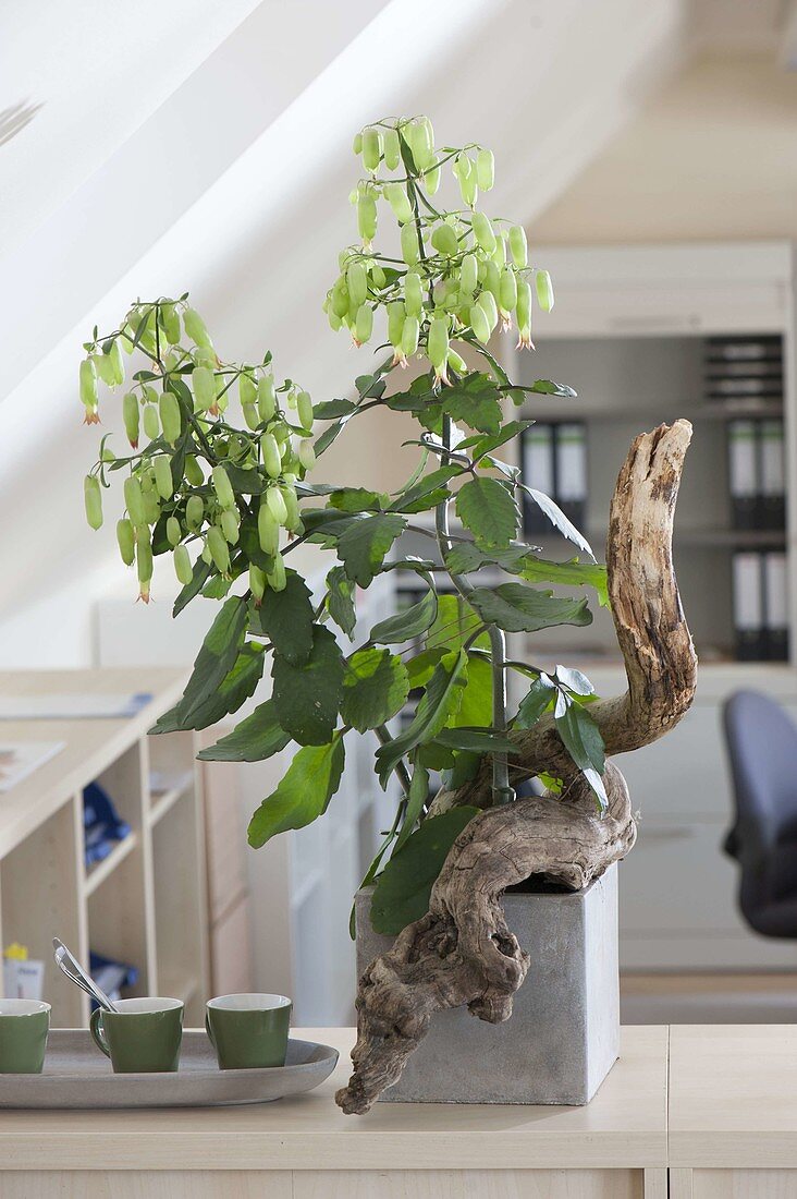 Kalanchoe 'Magic Bells' with green bell blossoms