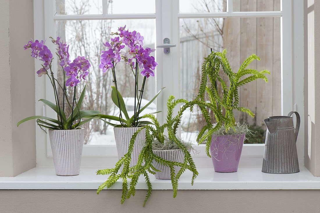 Phalaenopsis and Lycopodium