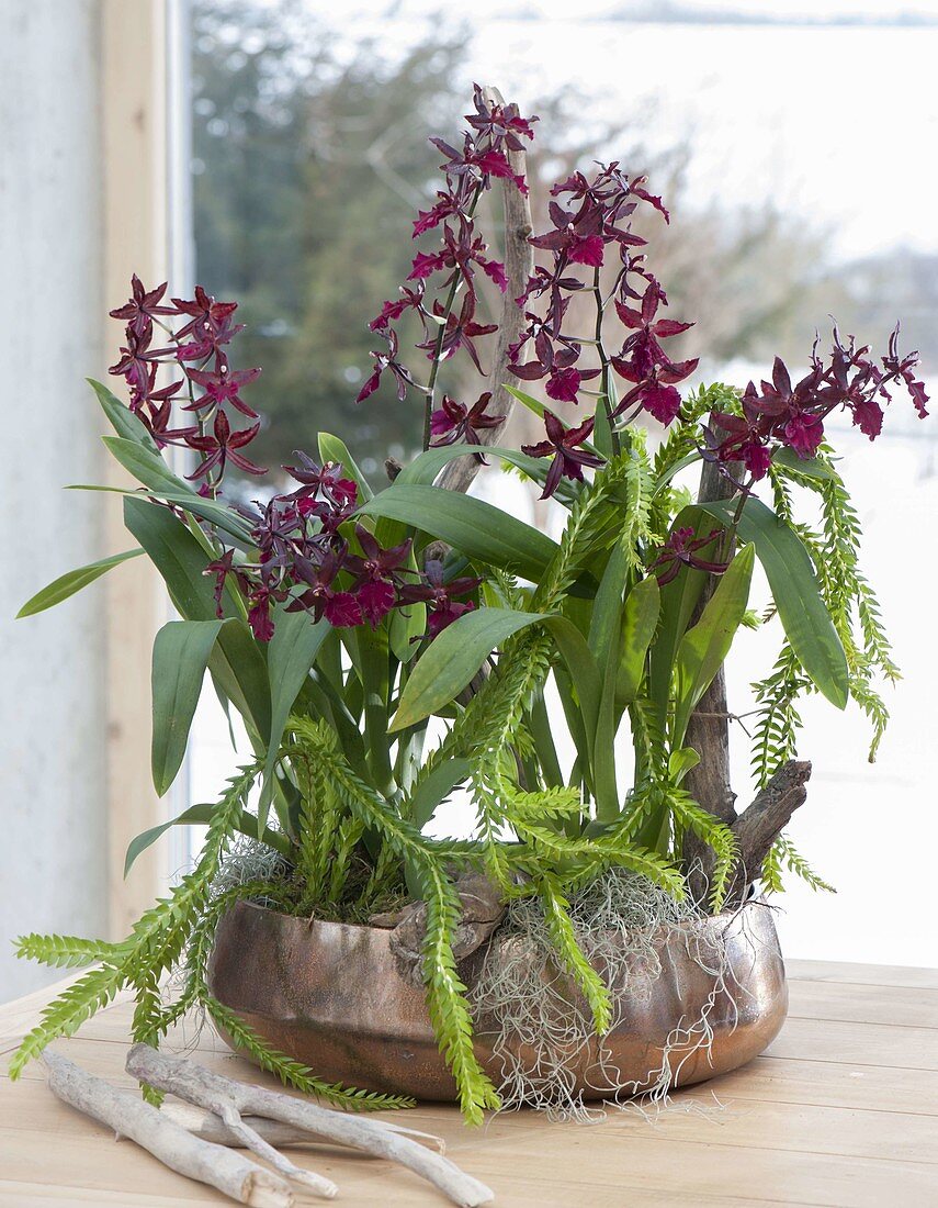 Colmanara Wildcat 'Bobcat' and Lycopodium phlegmarioides