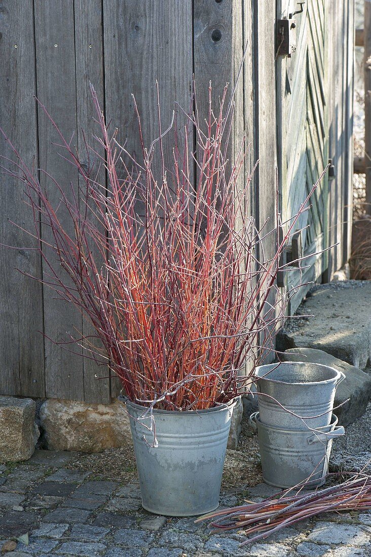 Red and orange Cornus branches in the zinc bucket