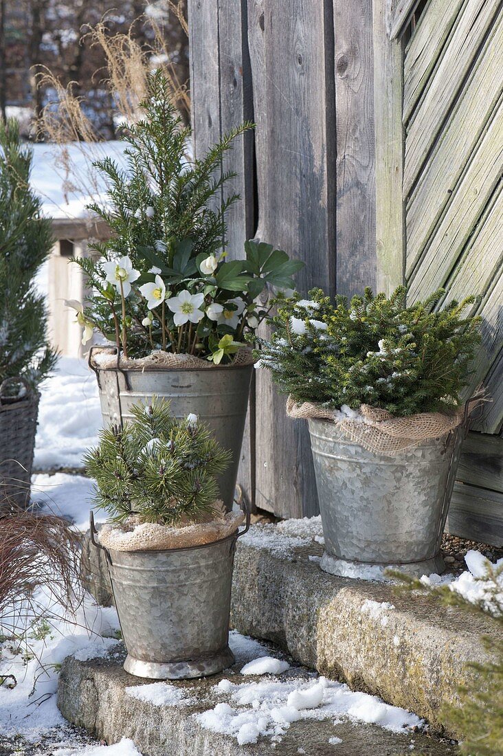 Winter hardy groves in zinc buckets on the stairs of the tool shed
