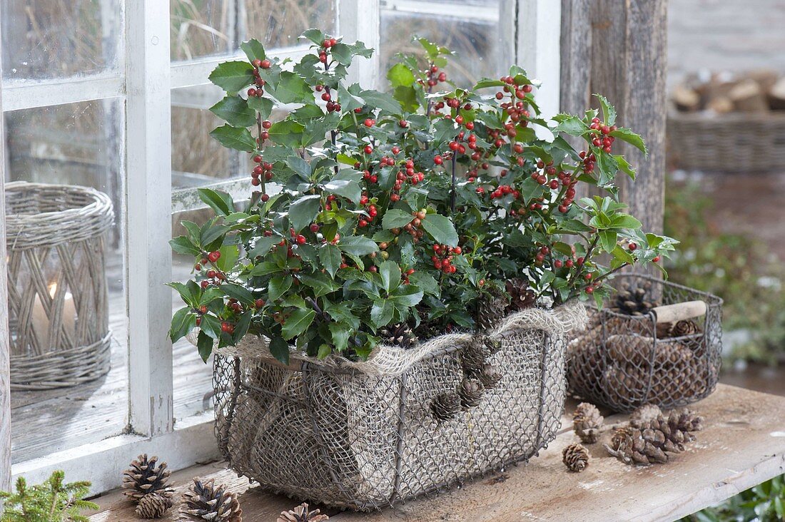 Ilex meservae 'Blue Angel' (Holly) in a wire basket as a box