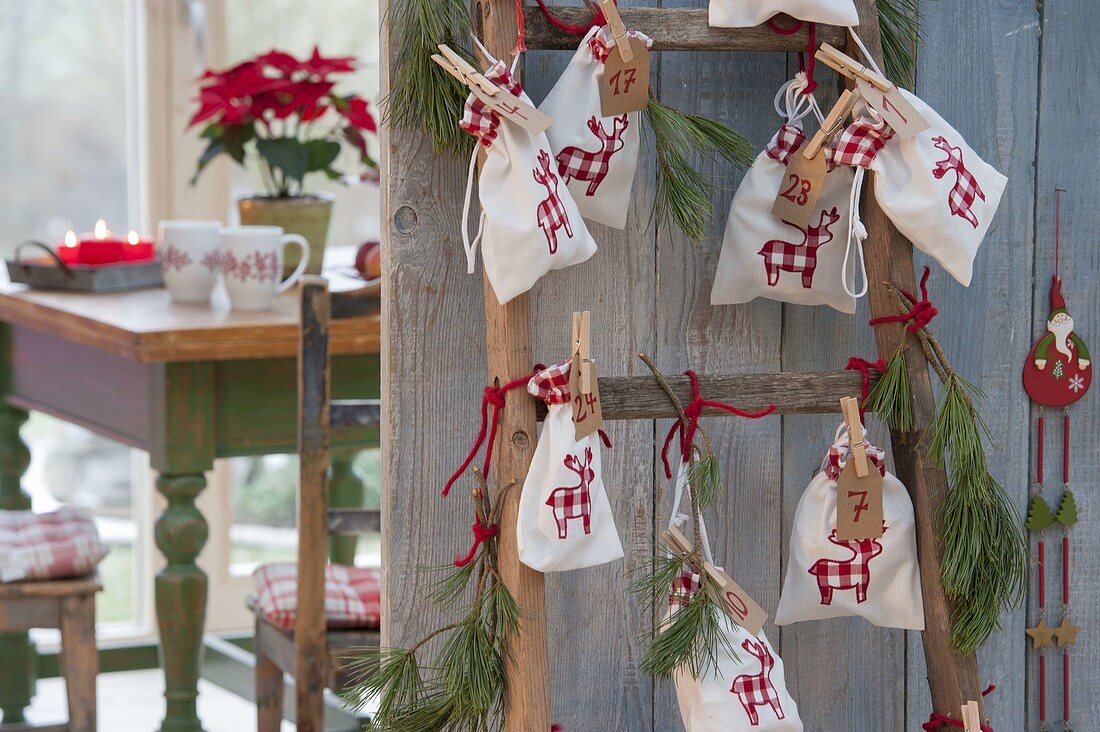 Ladder with numbered bags as Advent calendar, Pinus branches