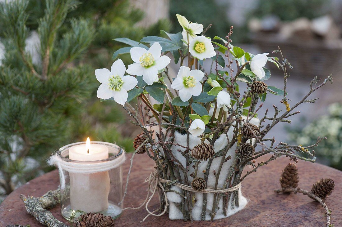 Helleborus niger, wrapped pot and twigs