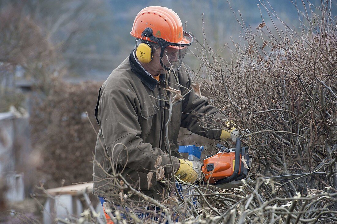 Hedge cut in winter