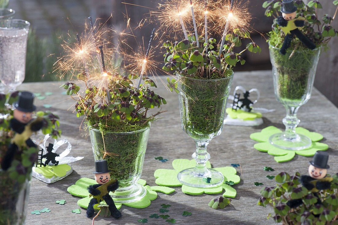 Oxalis deppei 'Iron Cross' (lucky clover) with moss in glasses