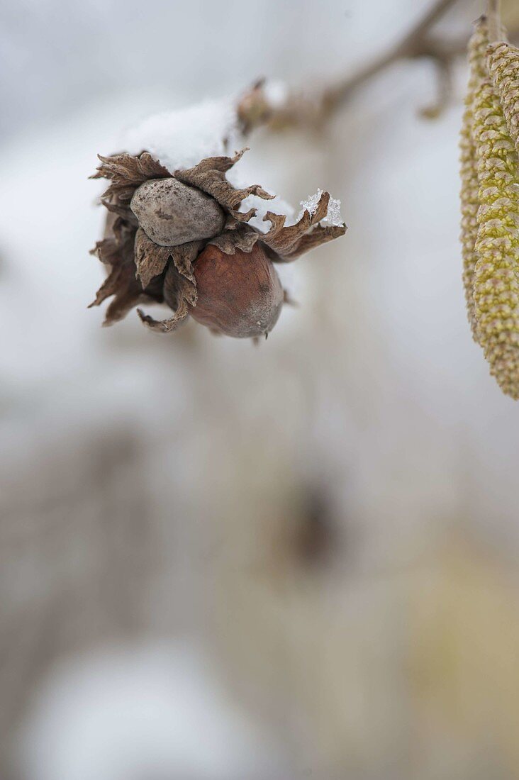 Corylus avellana (hazelnut) in early spring