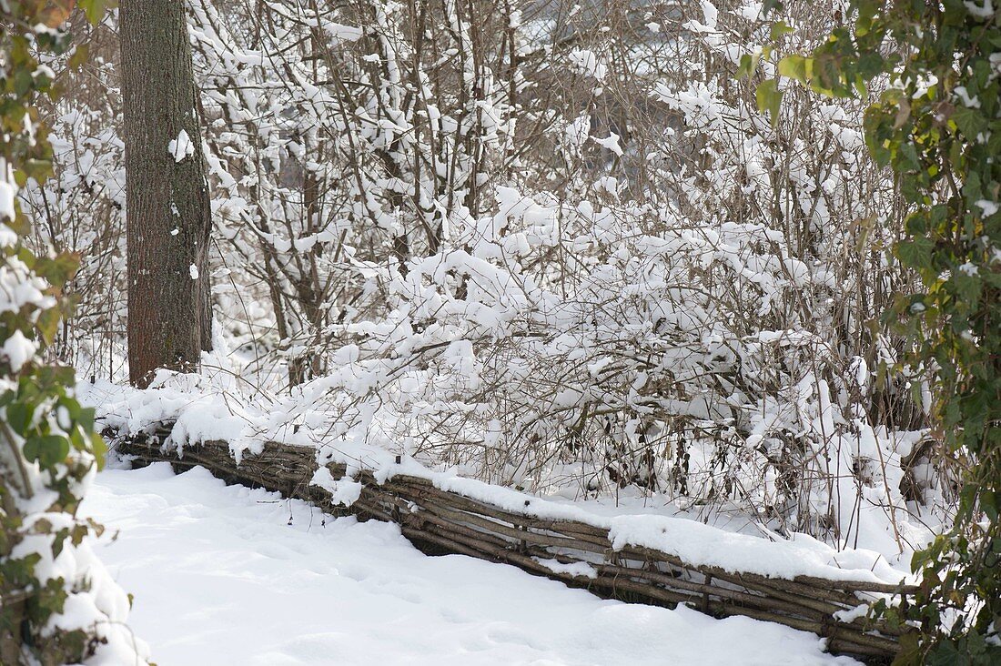 Snow-covered shrubs in the winter garden