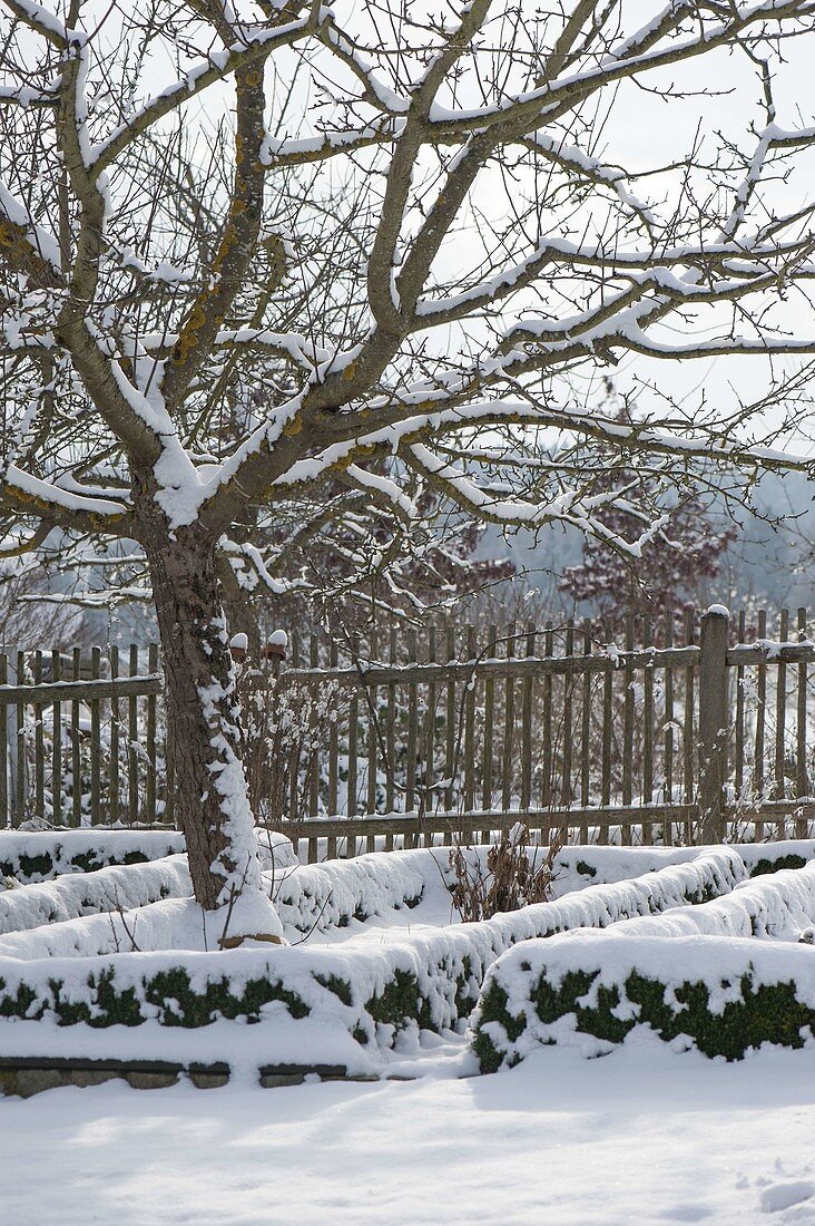 Verschneiter Bauerngarten mit Apfelbaum (Malus) und Zaun