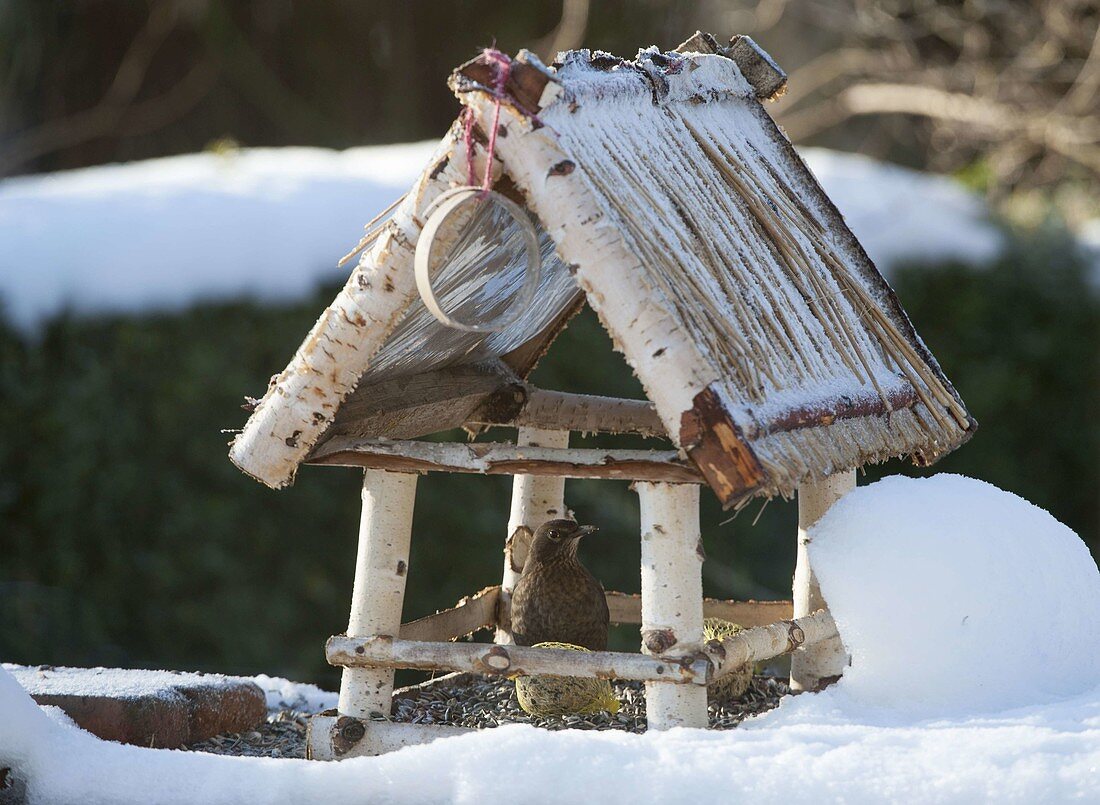 Bird feeder house in the snow with blackbird, tit dumpling