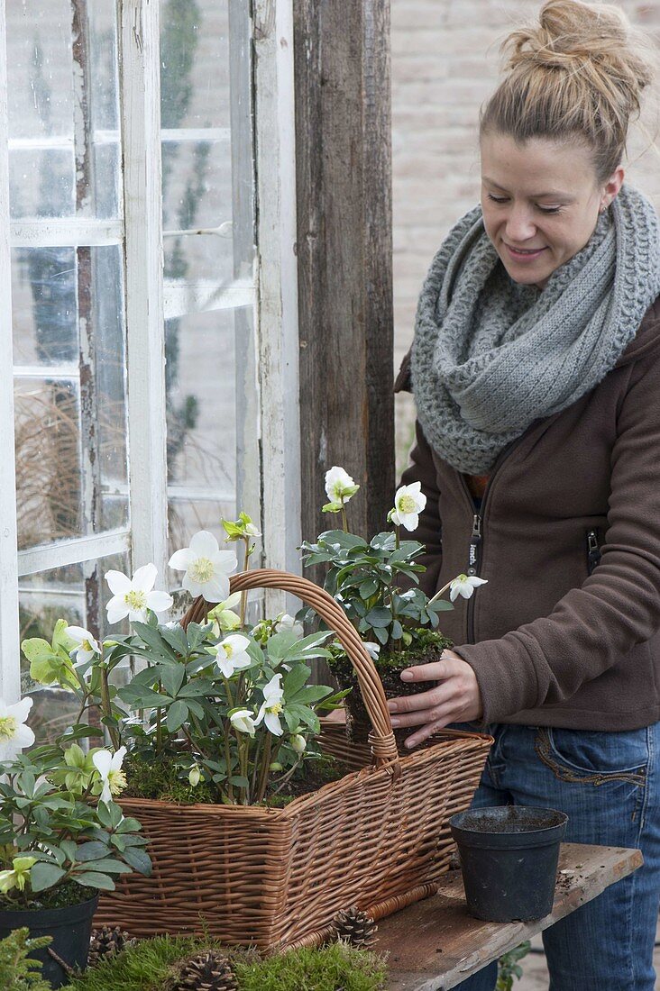 Henkelkorb mit Helleborus niger (Christrosen) bepflanzen