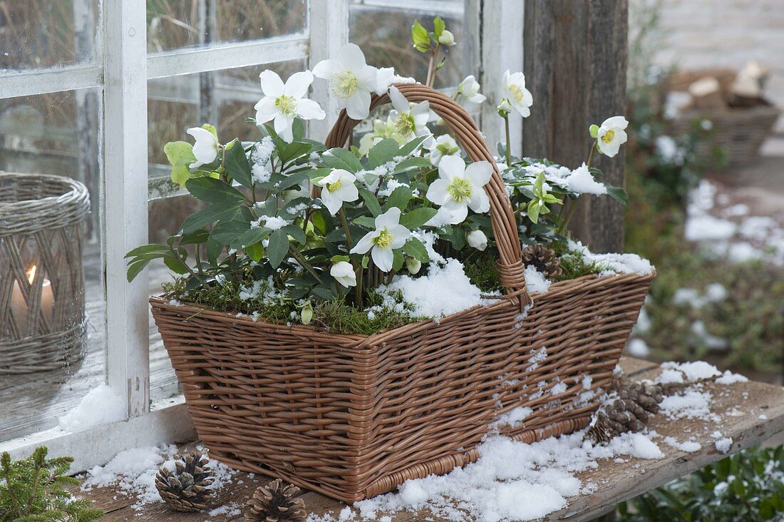 Plant a handle basket with Helleborus niger (Christmas rose)