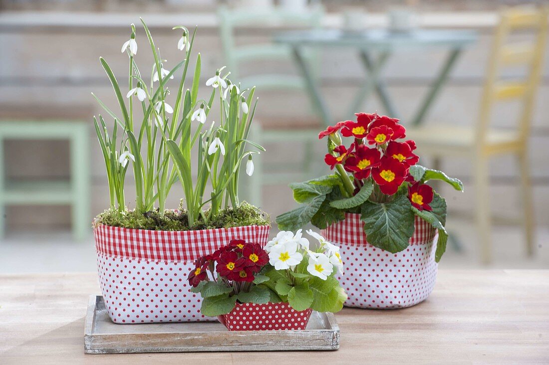 Primula acaulis and Galanthus nivalis