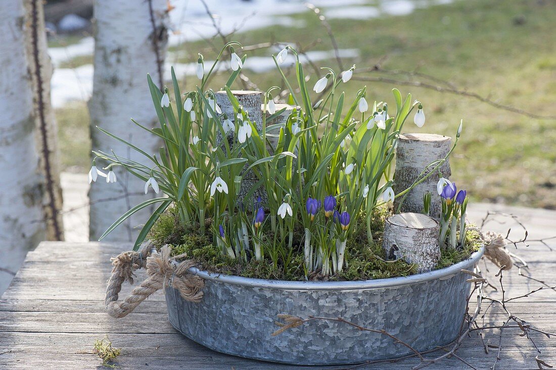 Zinc shell with Galanthus nivalis (snowdrop) and Crocus