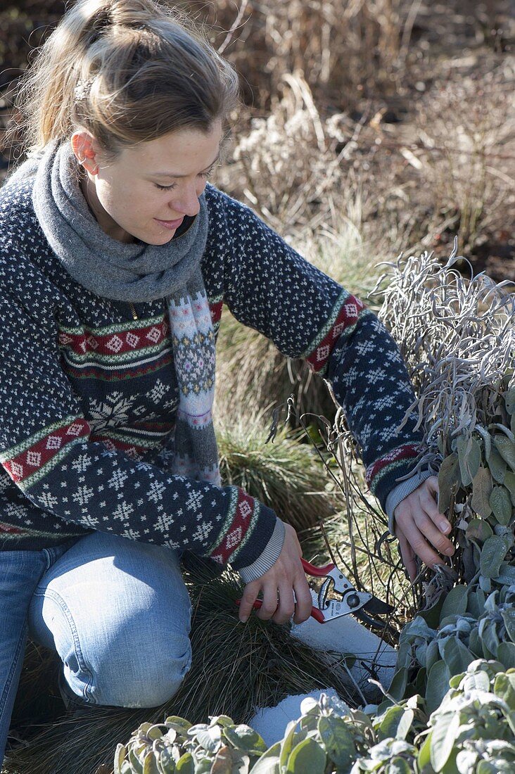 Frau schneidet Salbei (Salvia officinalis) im Beet zurück