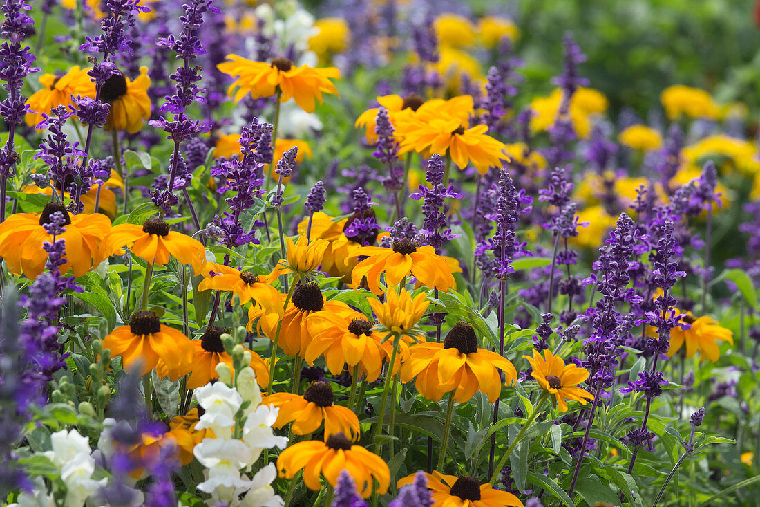 Summer bed with Rudbeckia hirta, Salvia farinacea and Antirrhinum