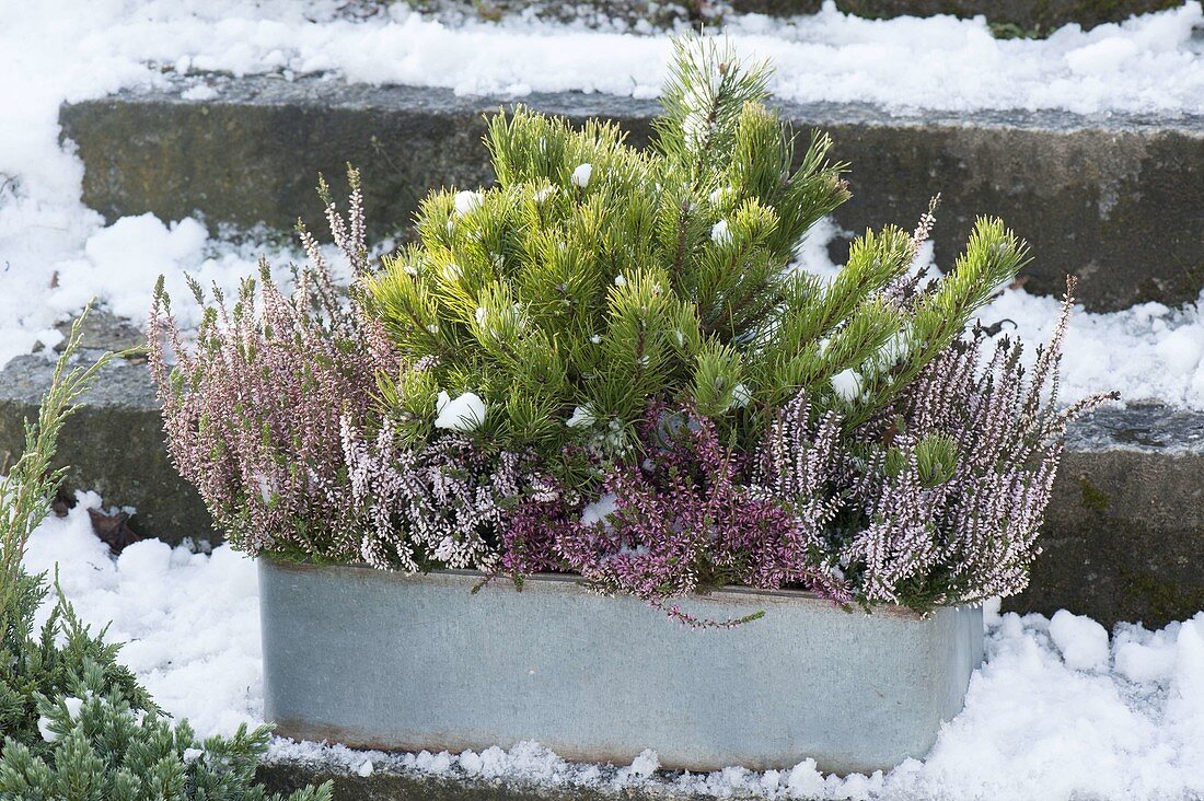 Zinc box with Calluna vulgaris and Pinus mugo var. Mughus