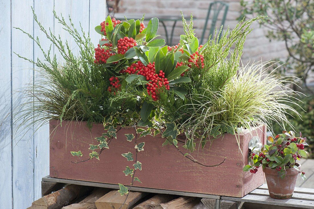 Wooden box with Skimmia japonica 'Temptation', Juniperus