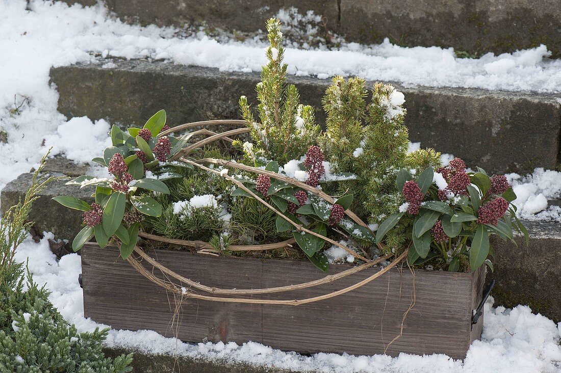 Wooden box winterized with Skimmia 'Rubella