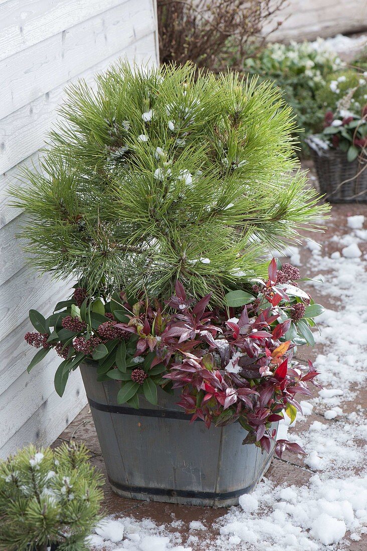 Pine nigra 'Spielberg', Leucothoe walteri 'Zeblid'