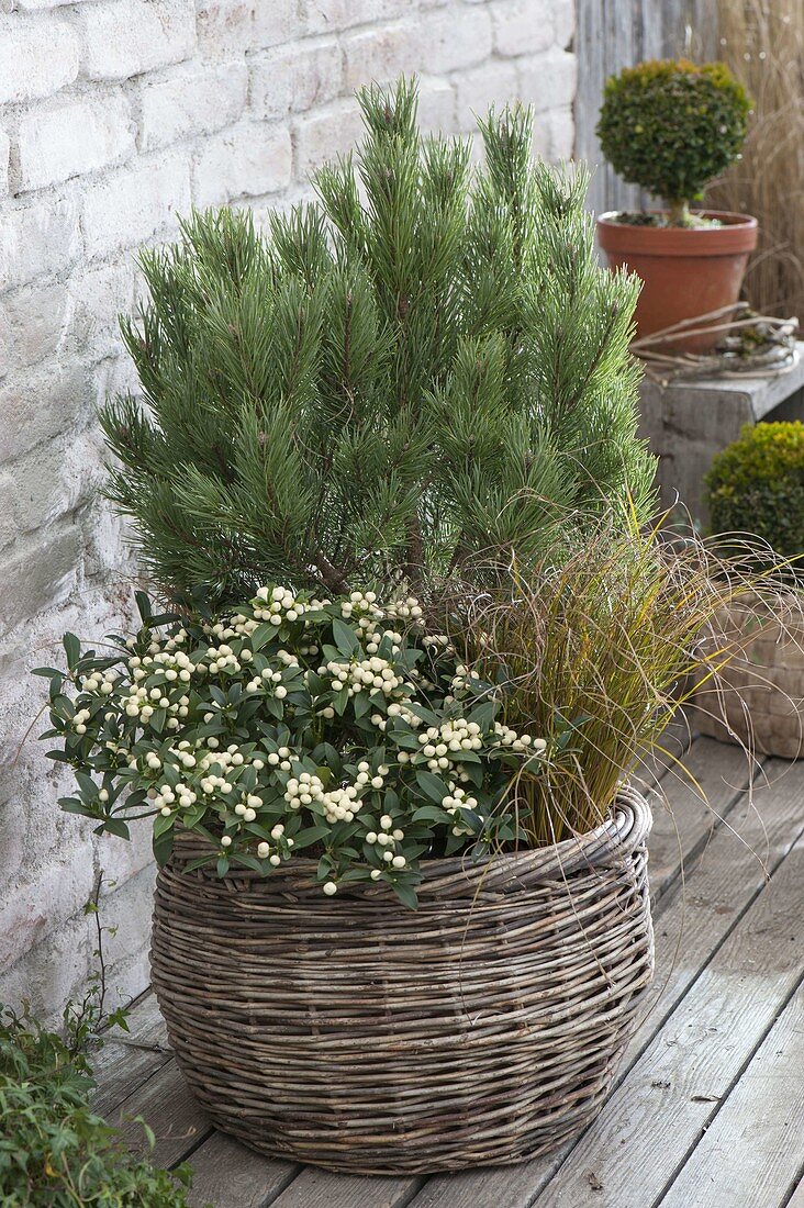 Winter hardy planted basket, Pinus, Skimmia japonica 'Kew White'