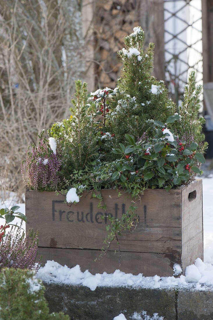 Old wine box with winter planting: Picea glauca 'Conica'