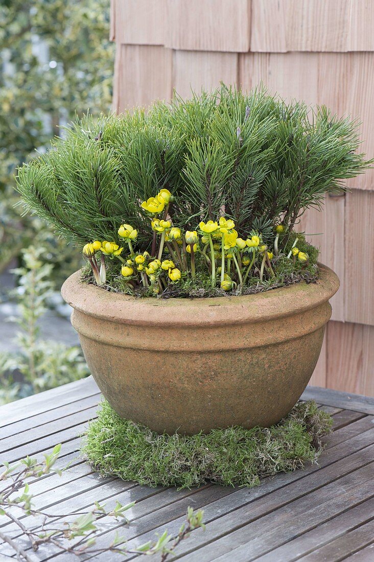 Large terracotta bucket with Pinus mugo (pine) and Eranthis