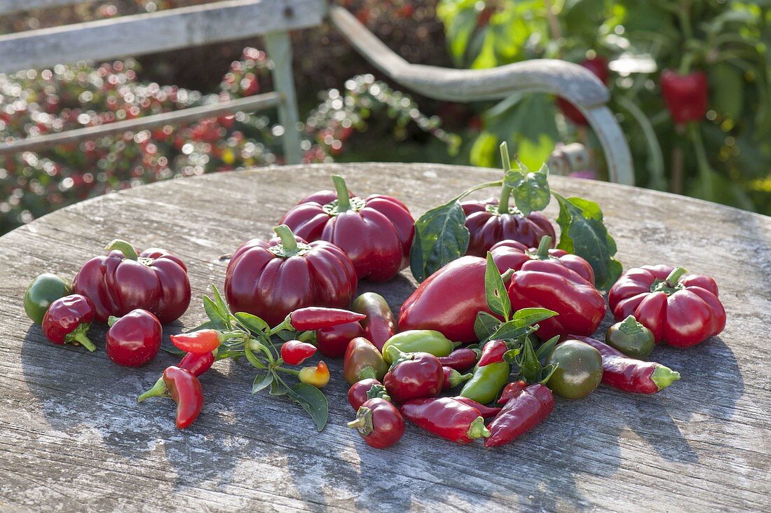 Verschiedene Sorten frisch geerntete Paprika und Peperoni