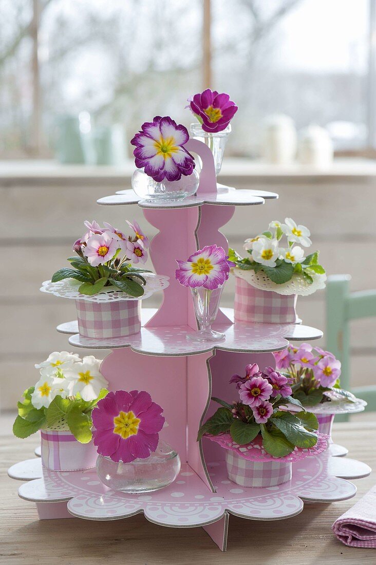 Cardboard etagere with primula acaulis and single flowers