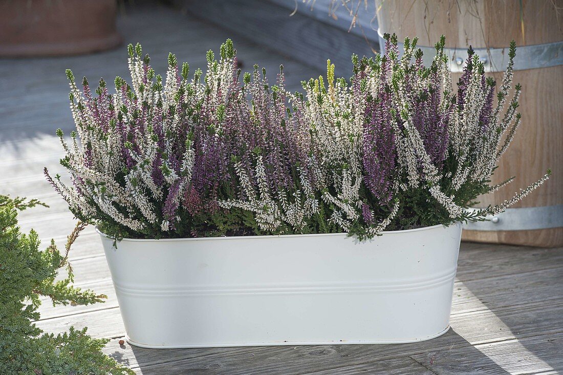 White metal jardinière with Calluna vulgaris Garden Girls