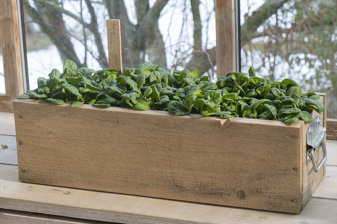 Wooden box with spinach 'Matador' in the cold conservatory