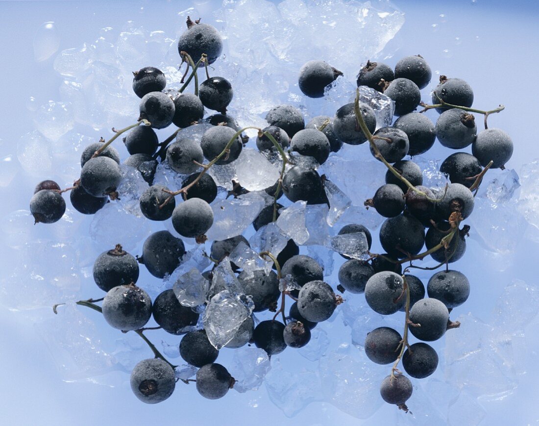 Gefrorene schwarze Johannisbeeren auf Eis