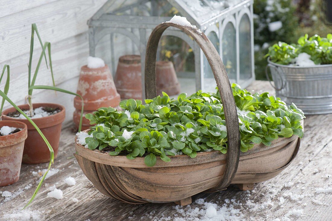 Corn salad in winter, inside containers on the terrace table